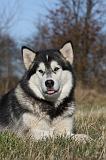 ALASKAN MALAMUTE 776